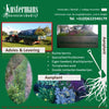 Aanplant