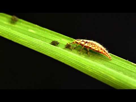 Chrysopa - larven van gaasvlieg tegen bladluis