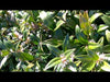 Video laden en afspelen in Gallery-weergave, Sarcococca Confusa
